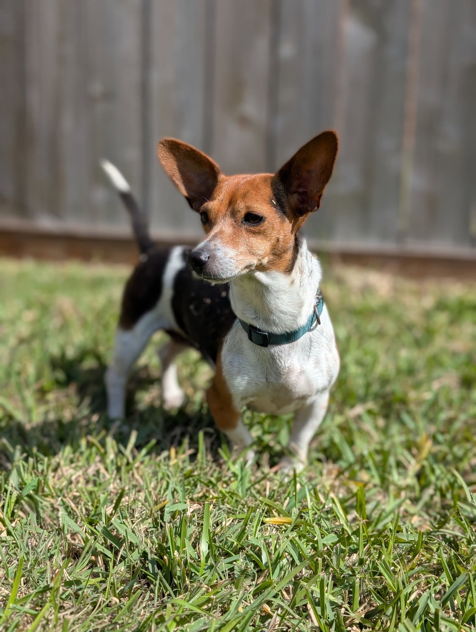 Coletta - Dachshund