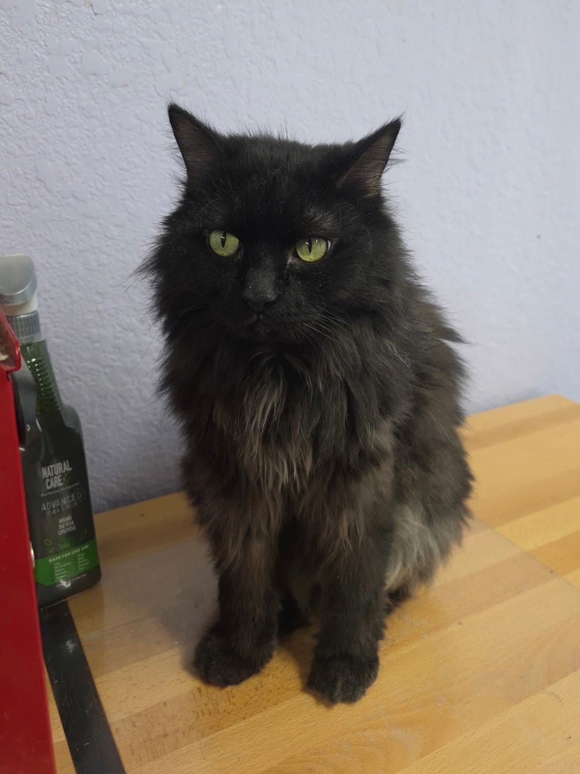 Amore-Mio - Domestic Long Hair