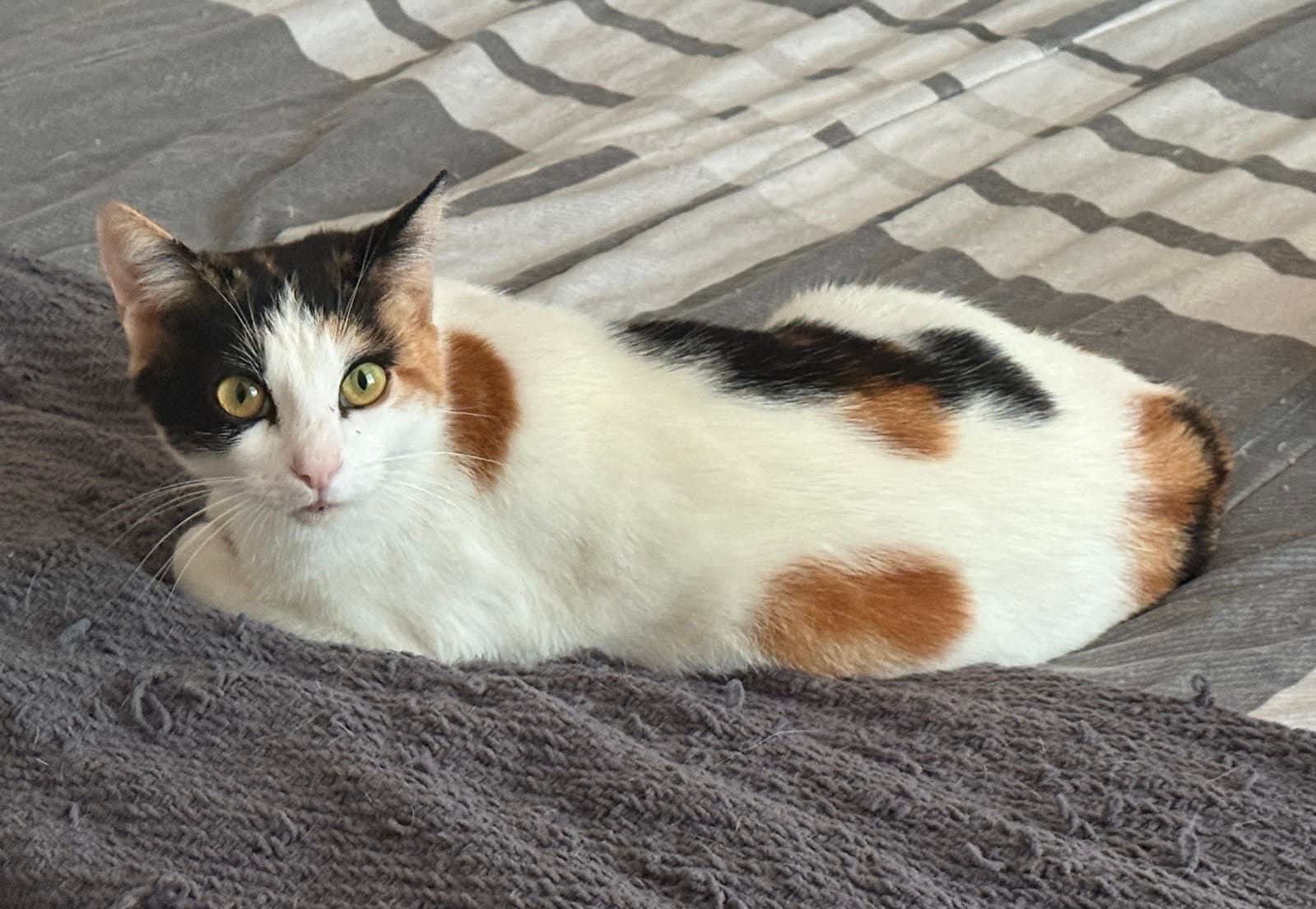 Minky - Domestic Short Hair