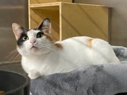 Minky image 3