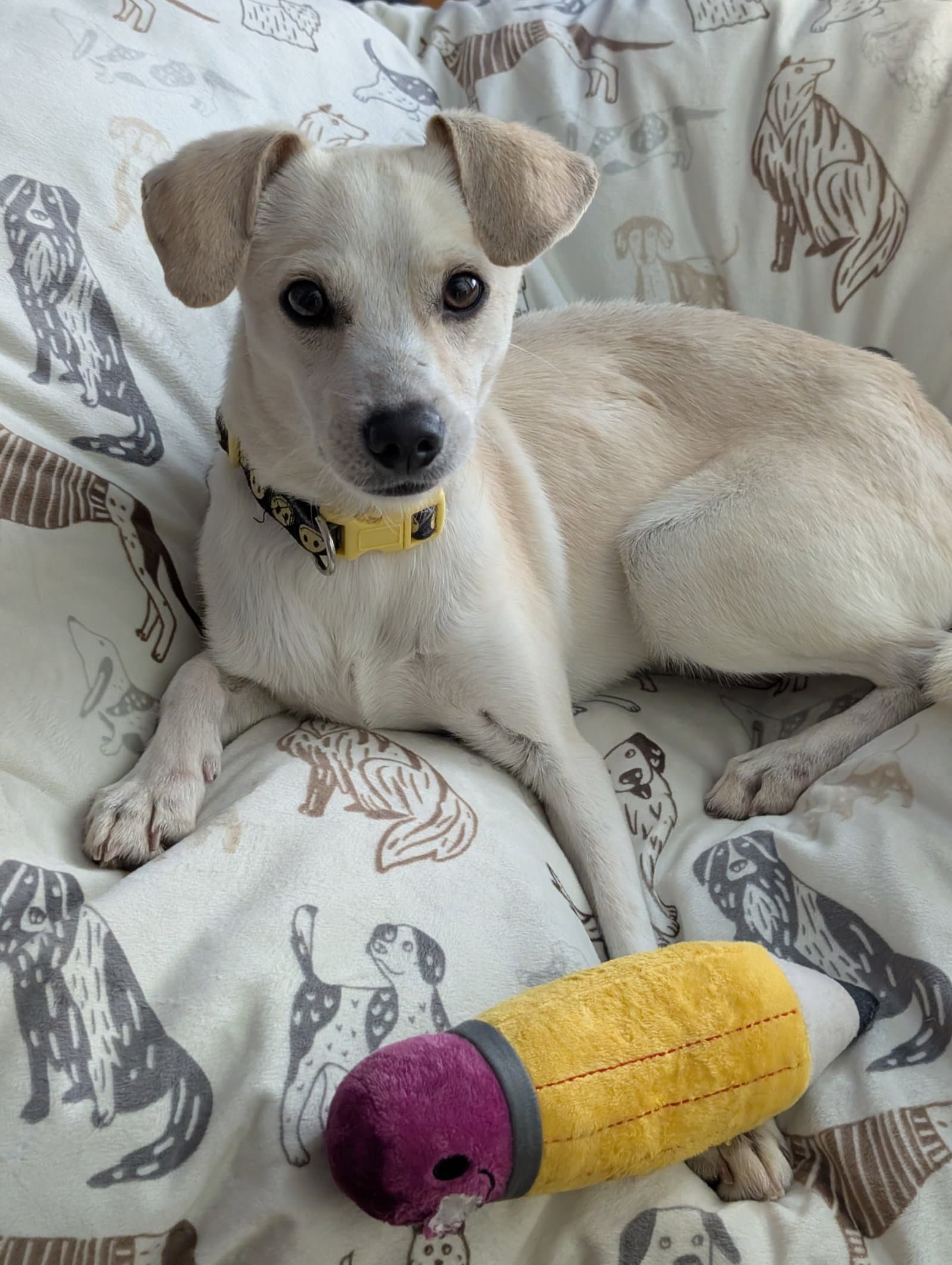 Findley - Chihuahua