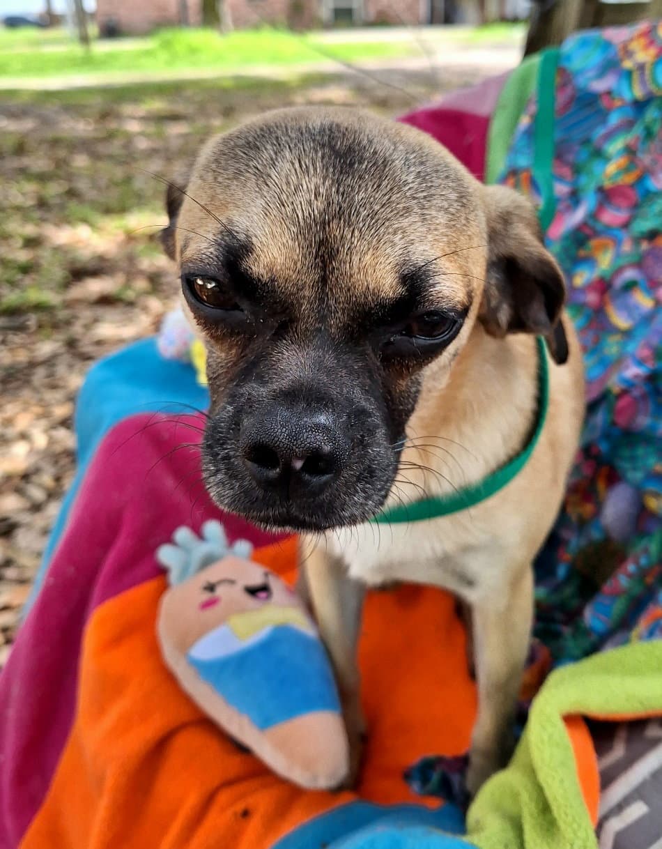 Valente - Pug