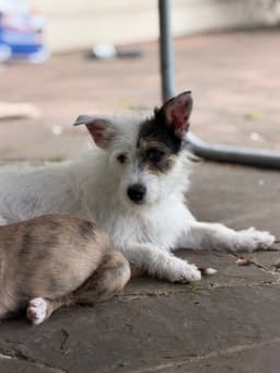 Tristina image 1
