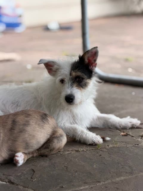 Tristina - Schnauzer