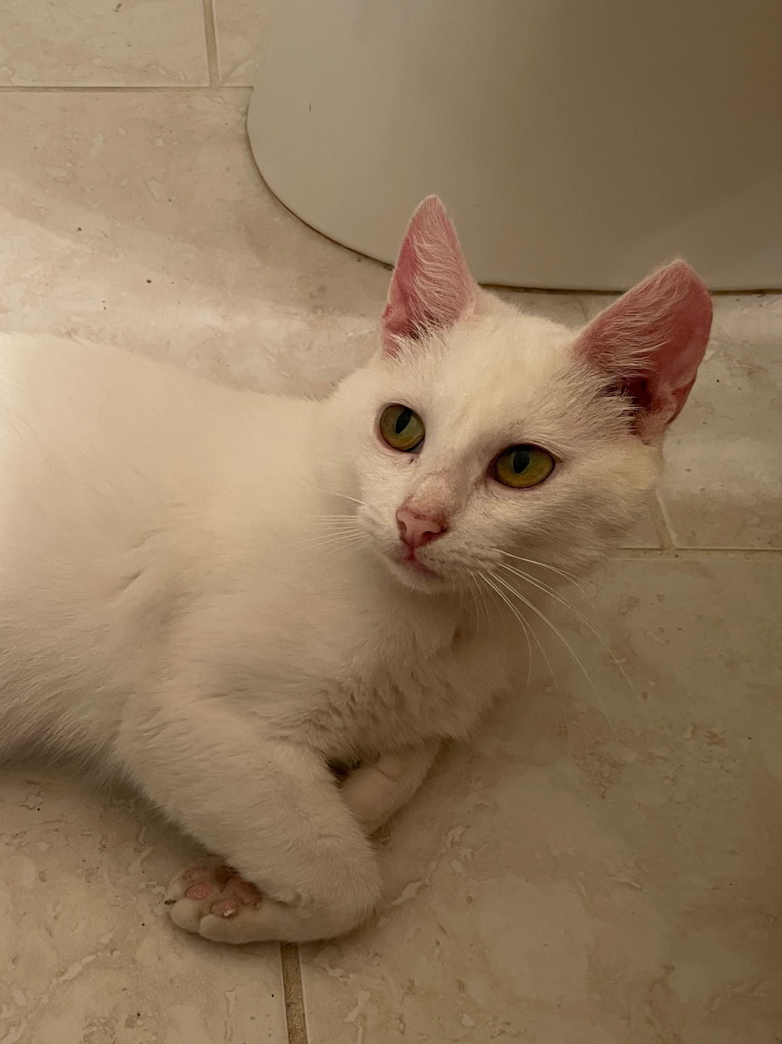 Zayna - Manx