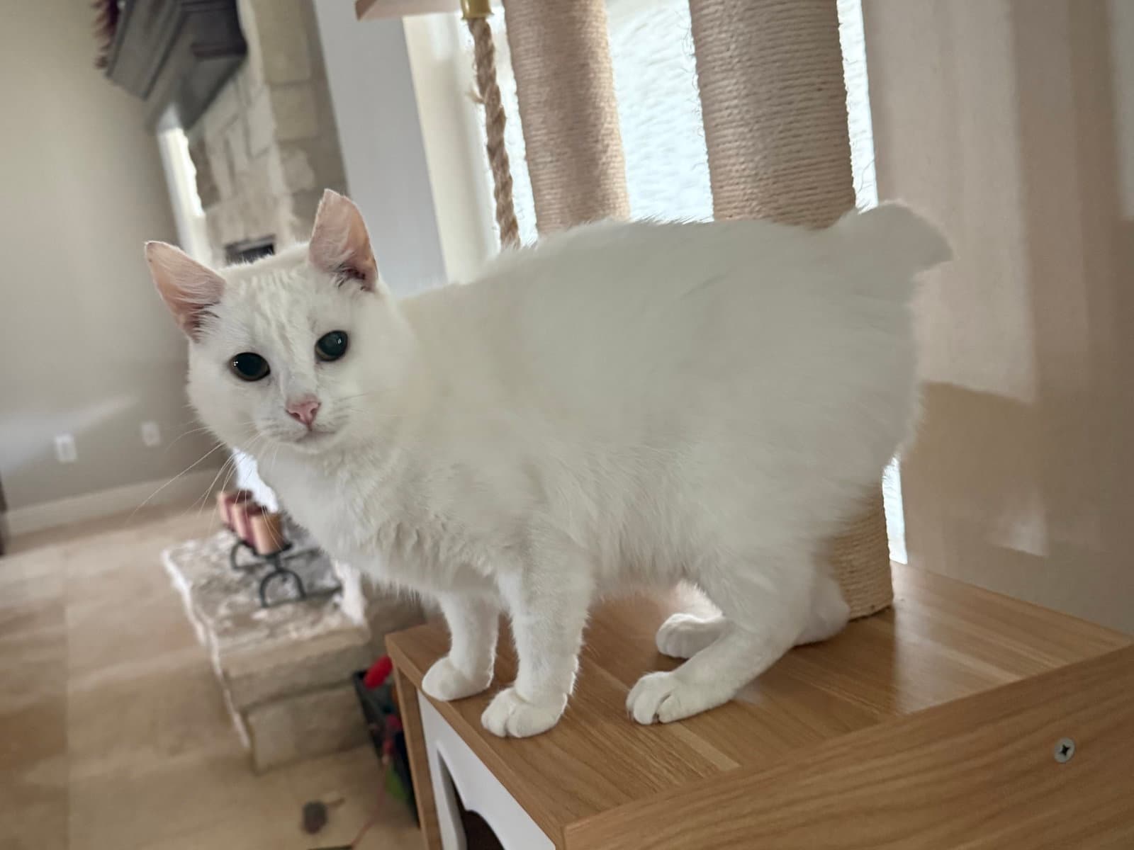 Zayna - Manx