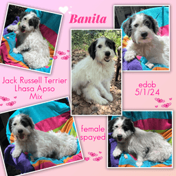 Banita image 1
