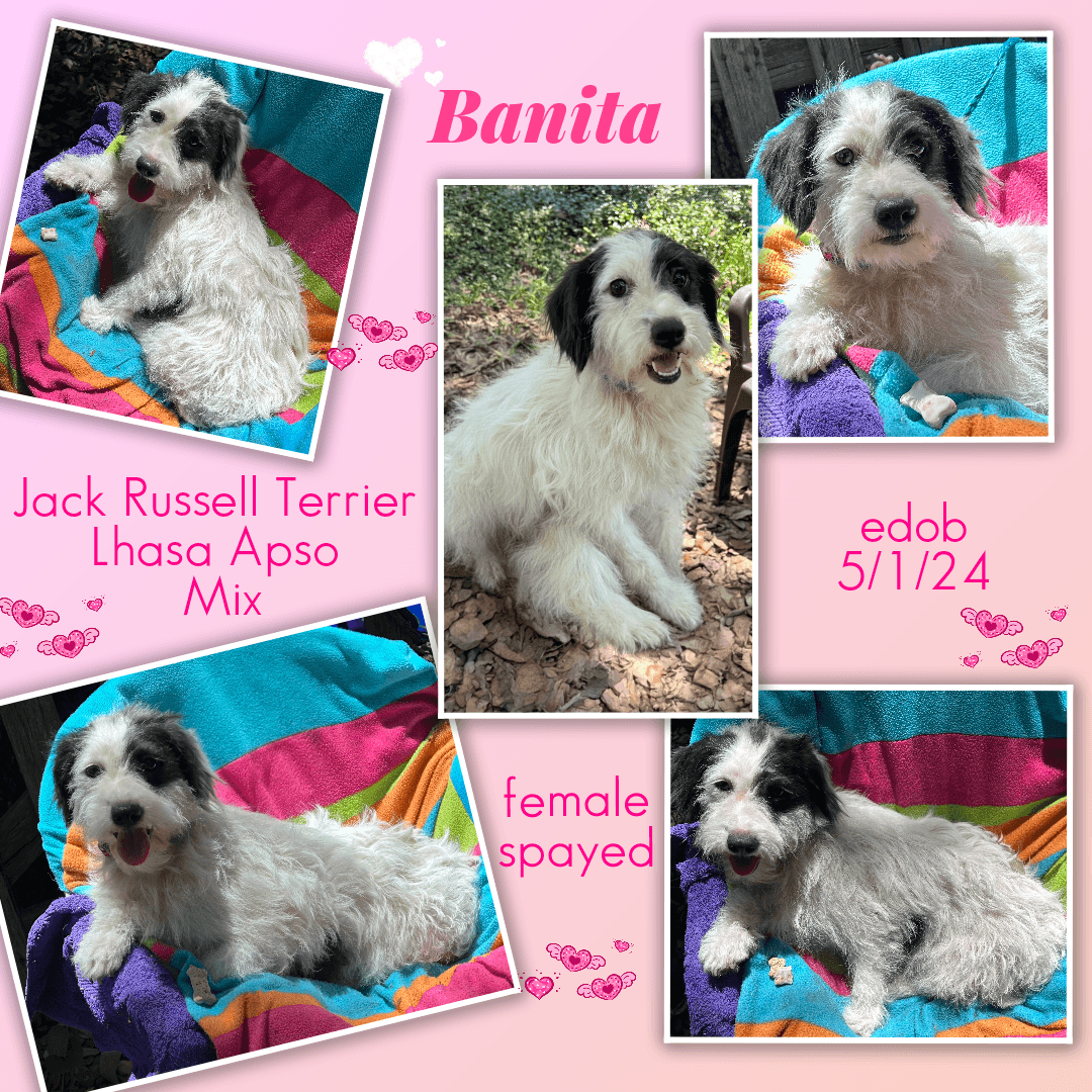 Banita