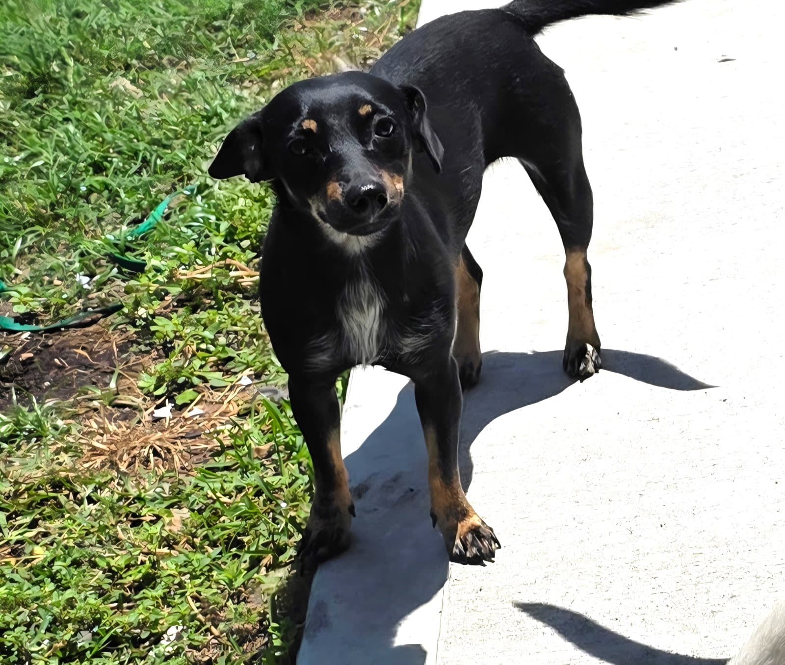 Floriana - Dachshund