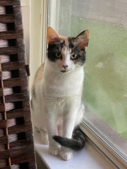 Butterscotch image 1