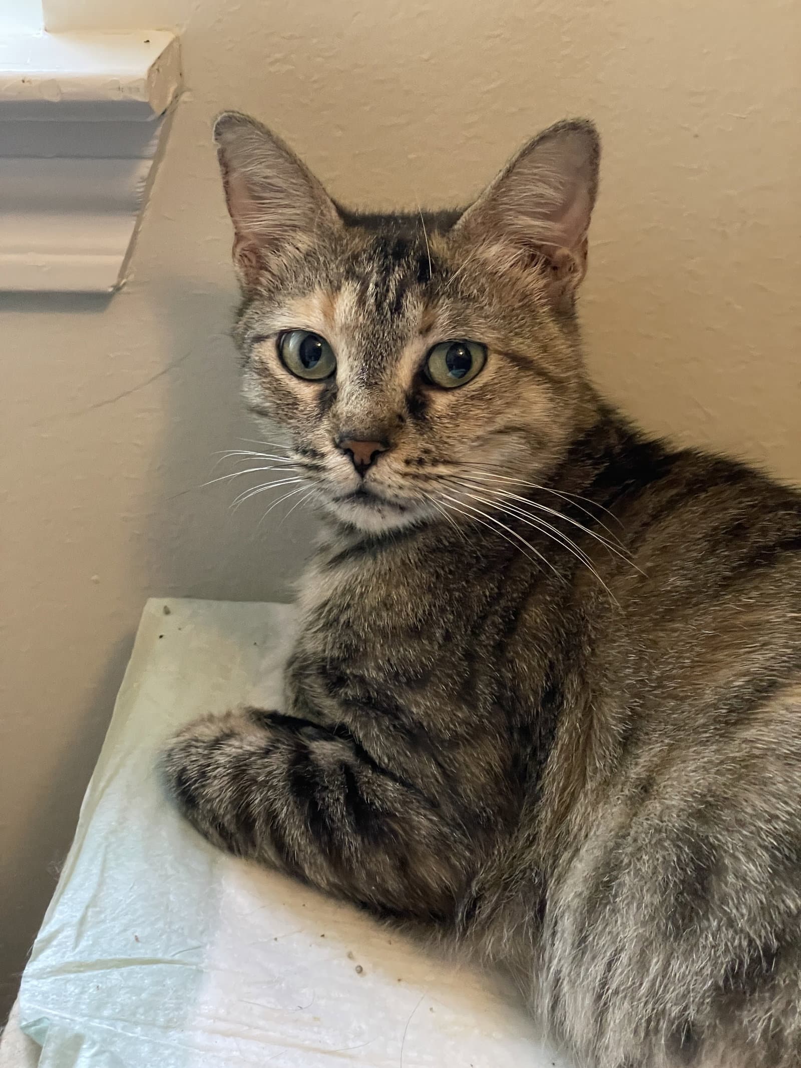 Anisa - Domestic Short Hair