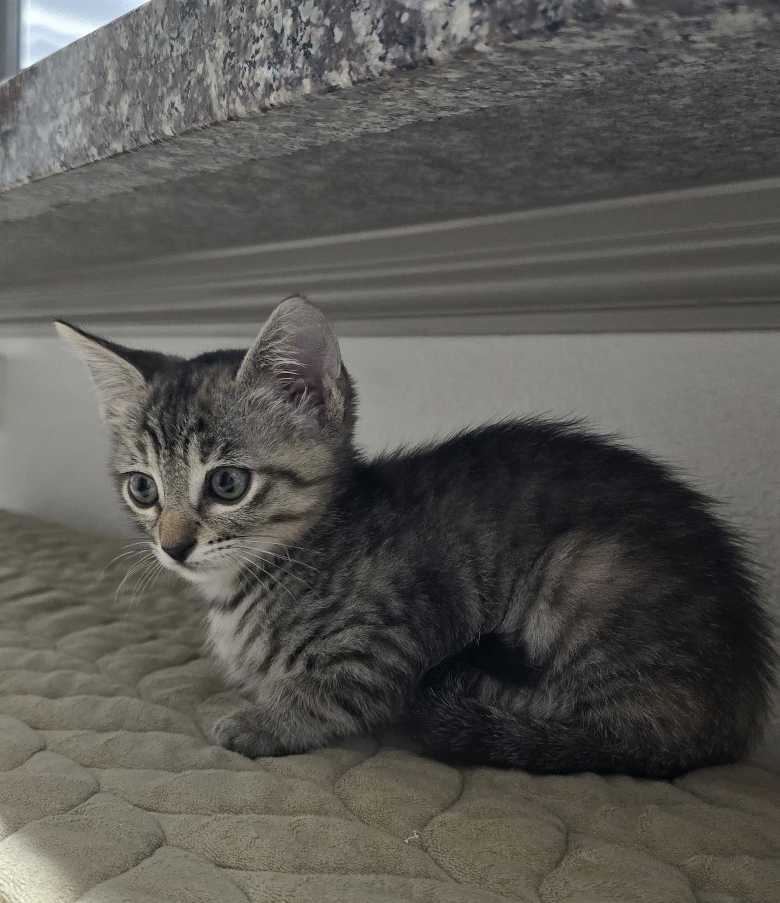Hartlyn - Domestic Short Hair