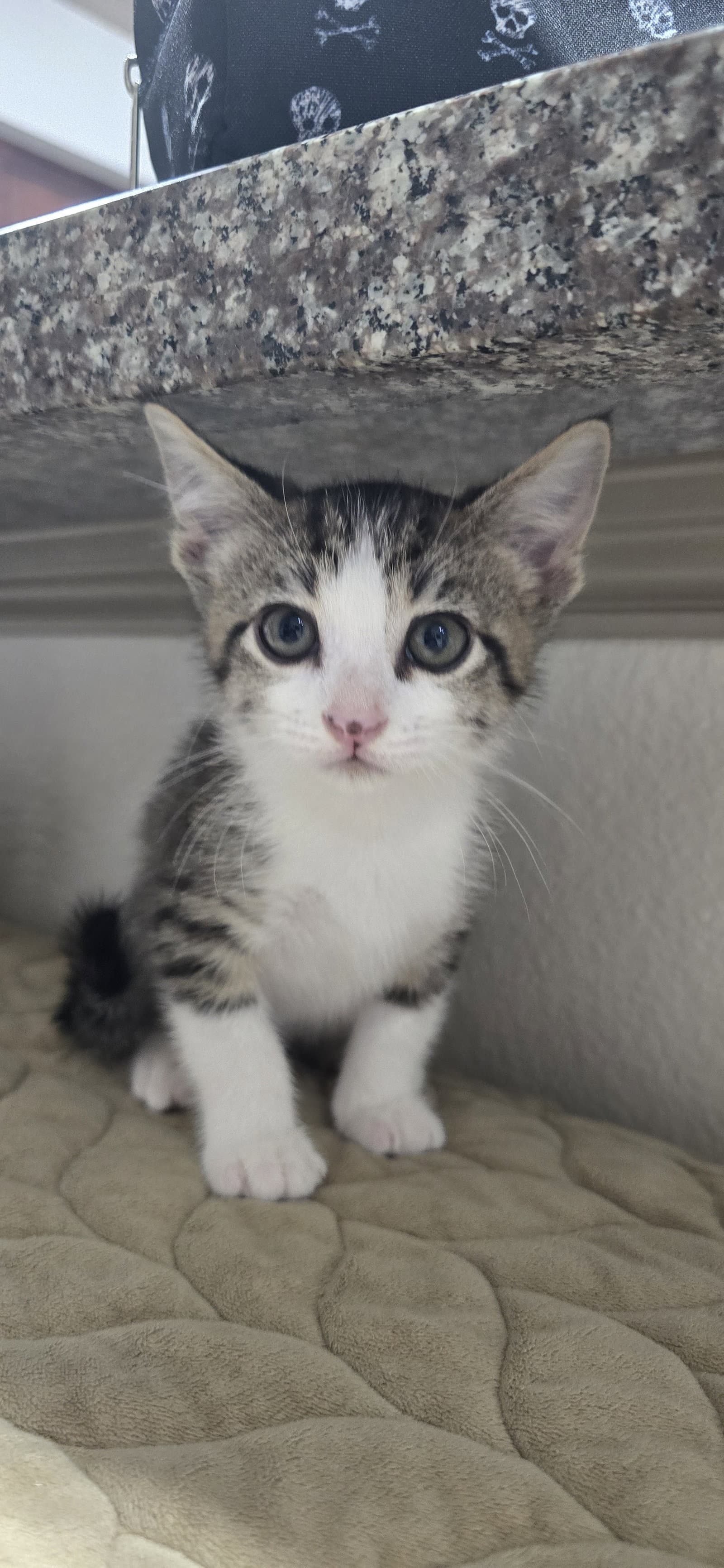 Havenly - Domestic Short Hair