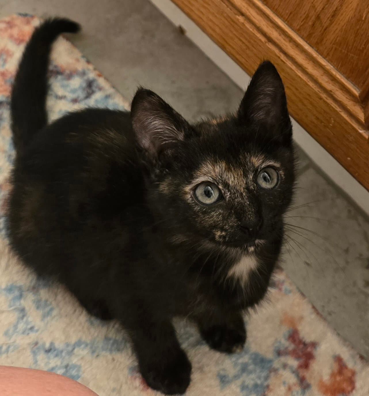Bexlea - Domestic Short Hair