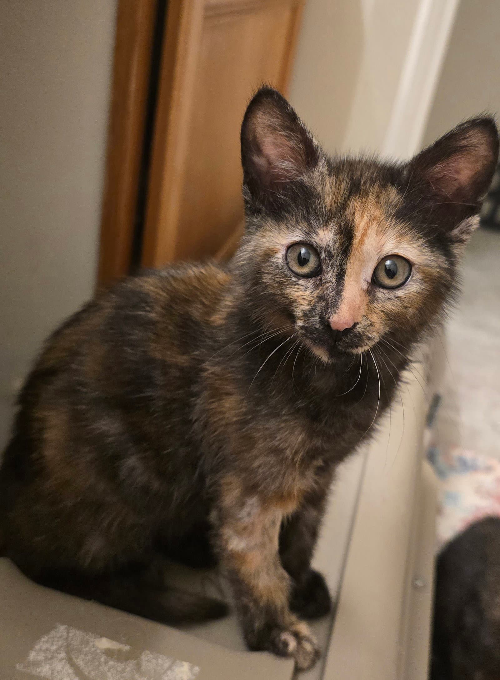 Blakelynn - Domestic Short Hair