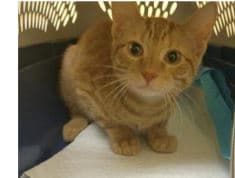 Gilmoro - Domestic Short Hair