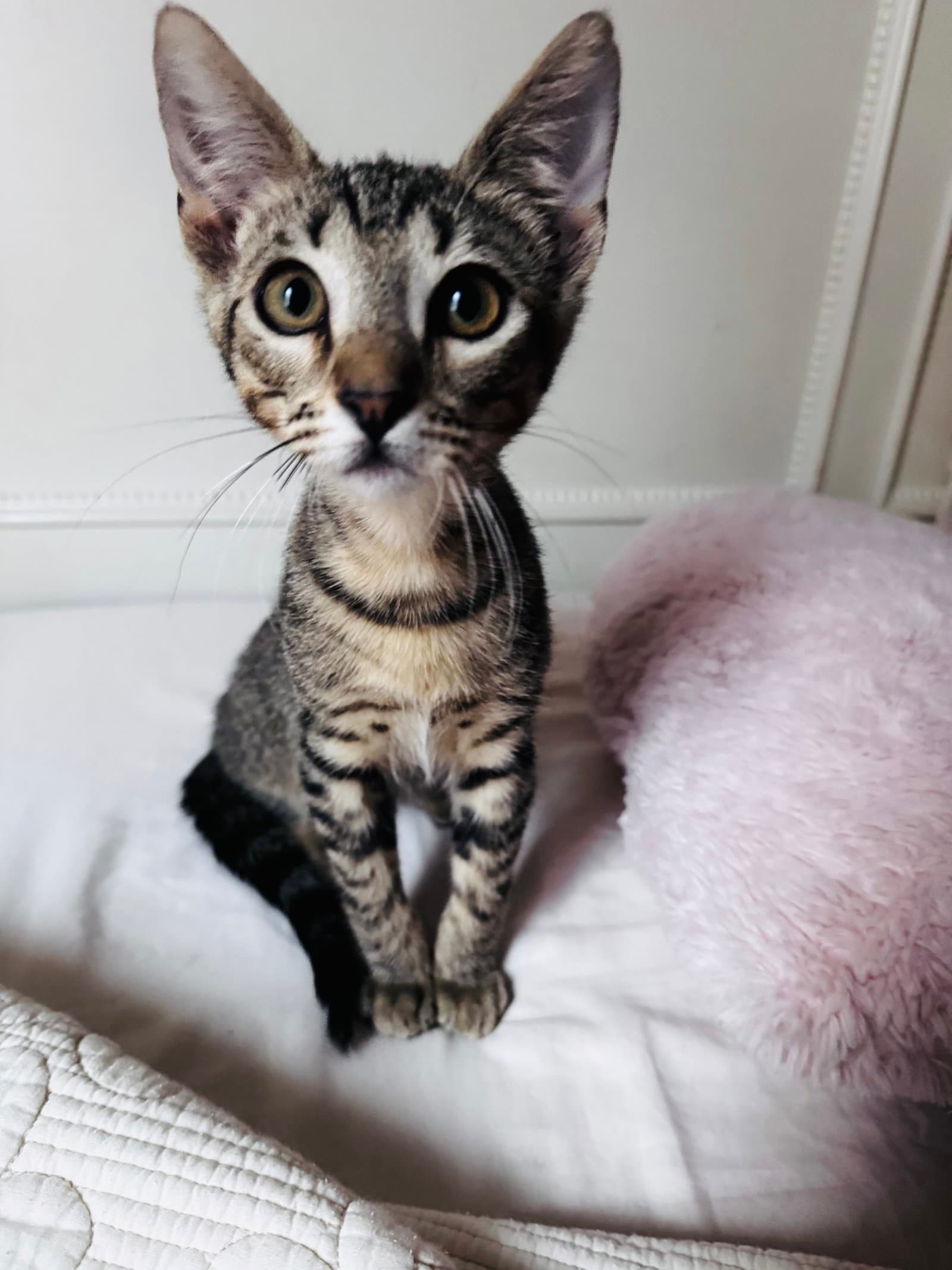 Bugaboo - Domestic Short Hair