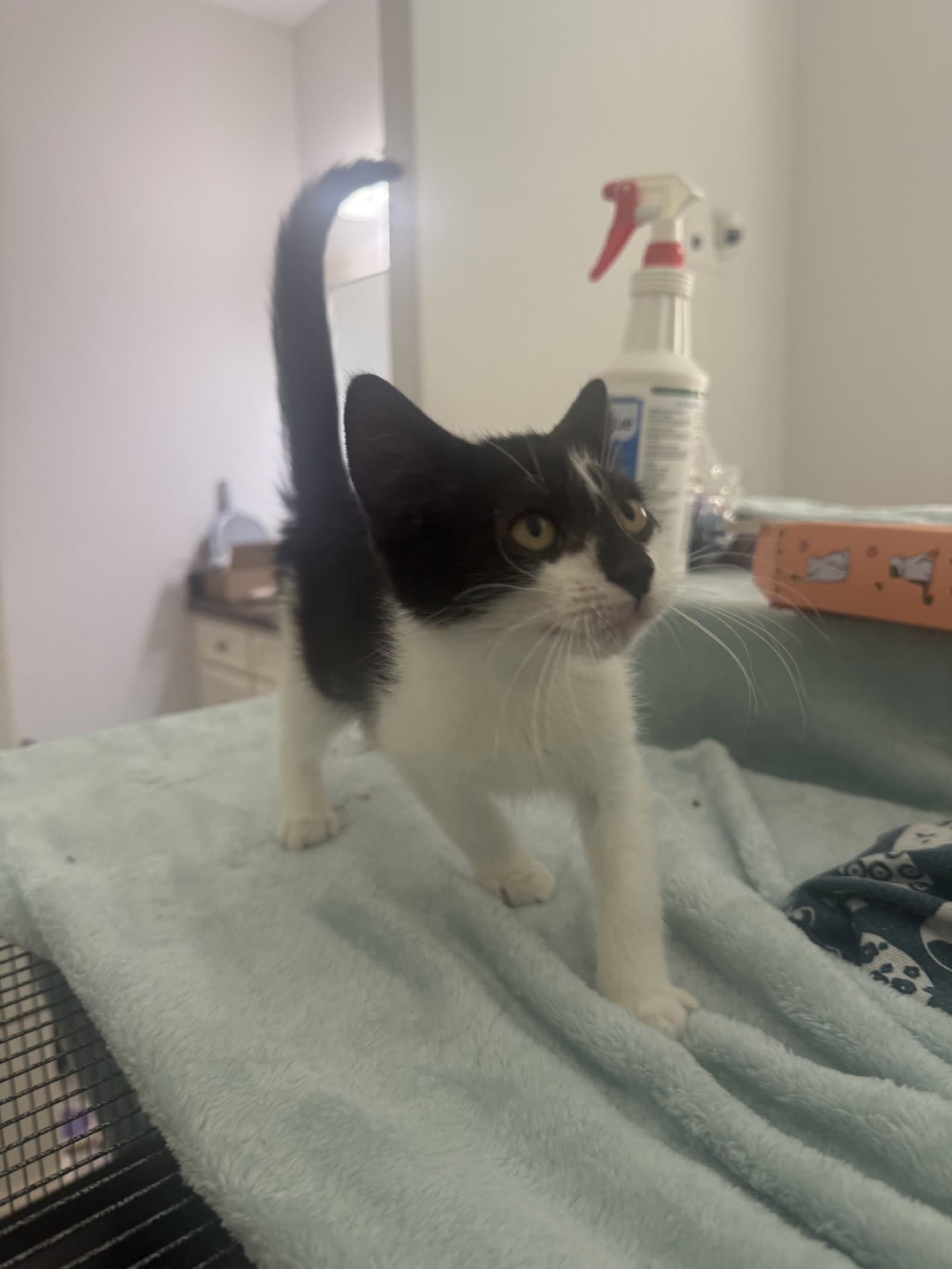 Nayru - Domestic Short Hair