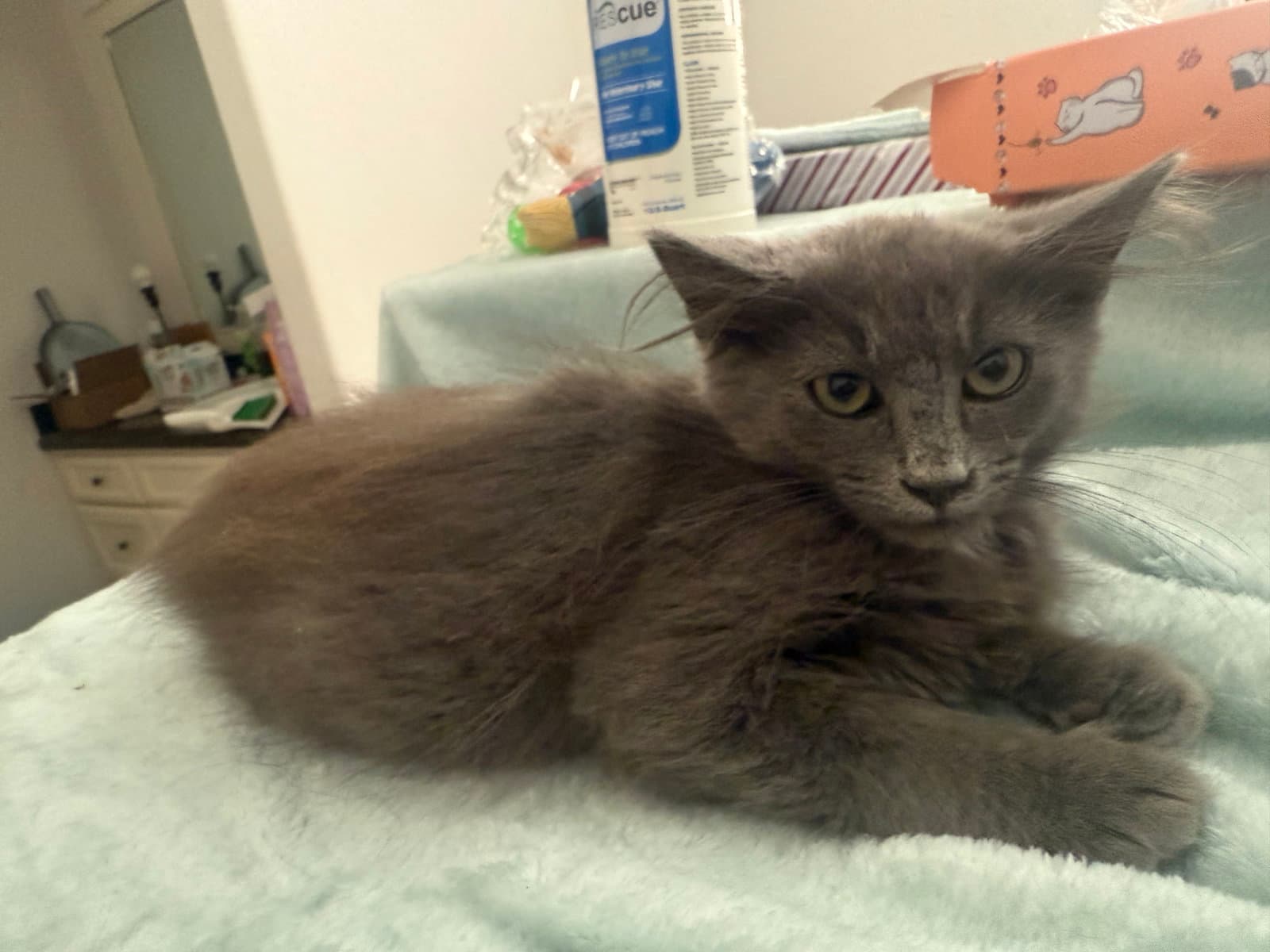 Zotyka - Russian Blue