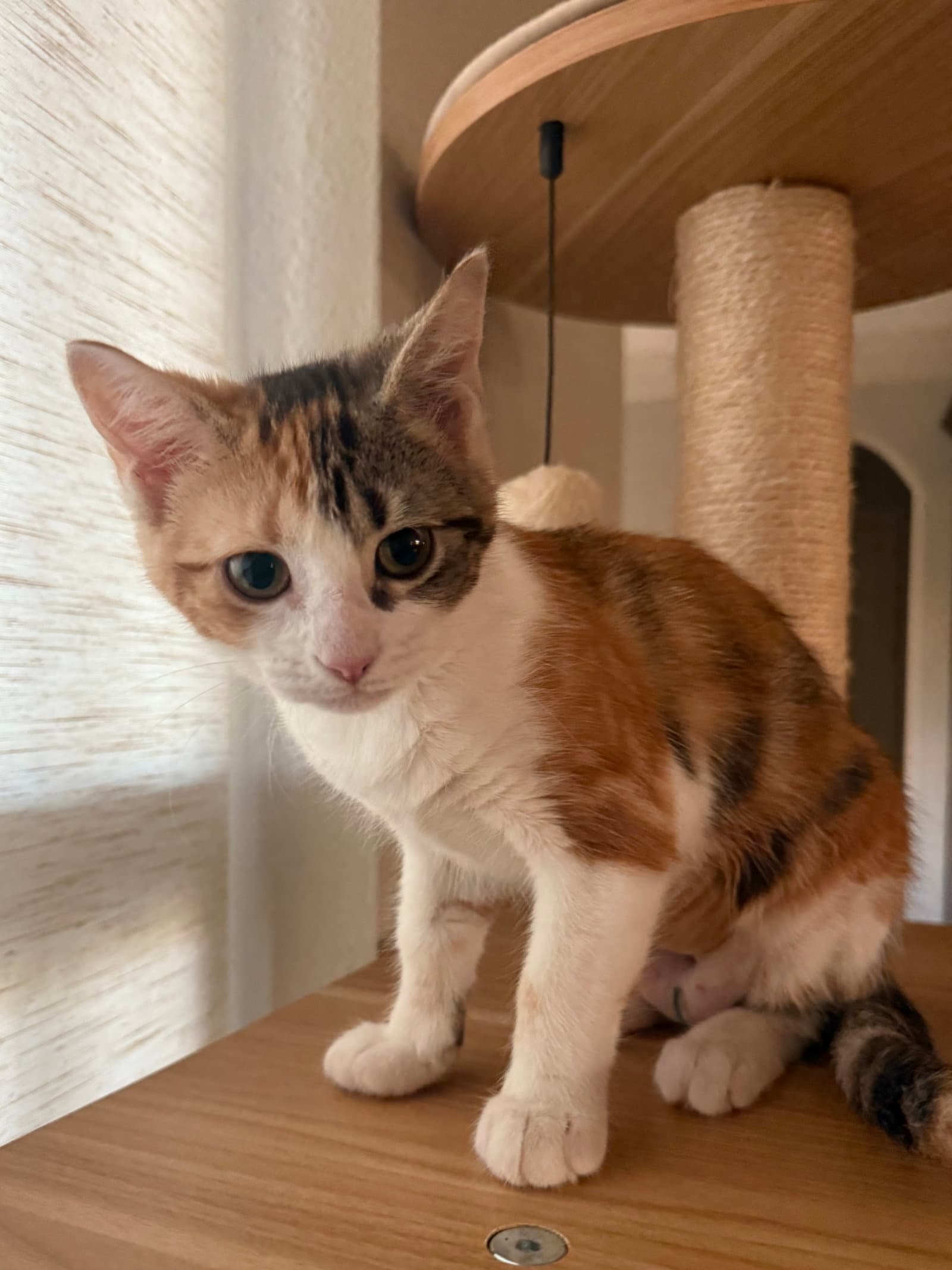 Elisheba - Domestic Short Hair