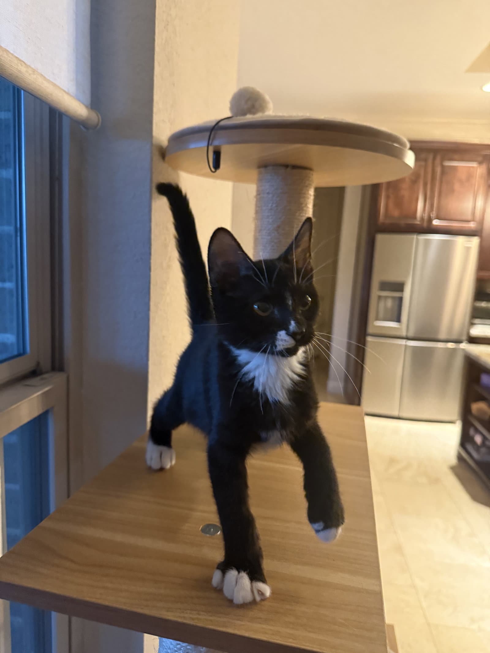 Mobius - Domestic Medium Hair