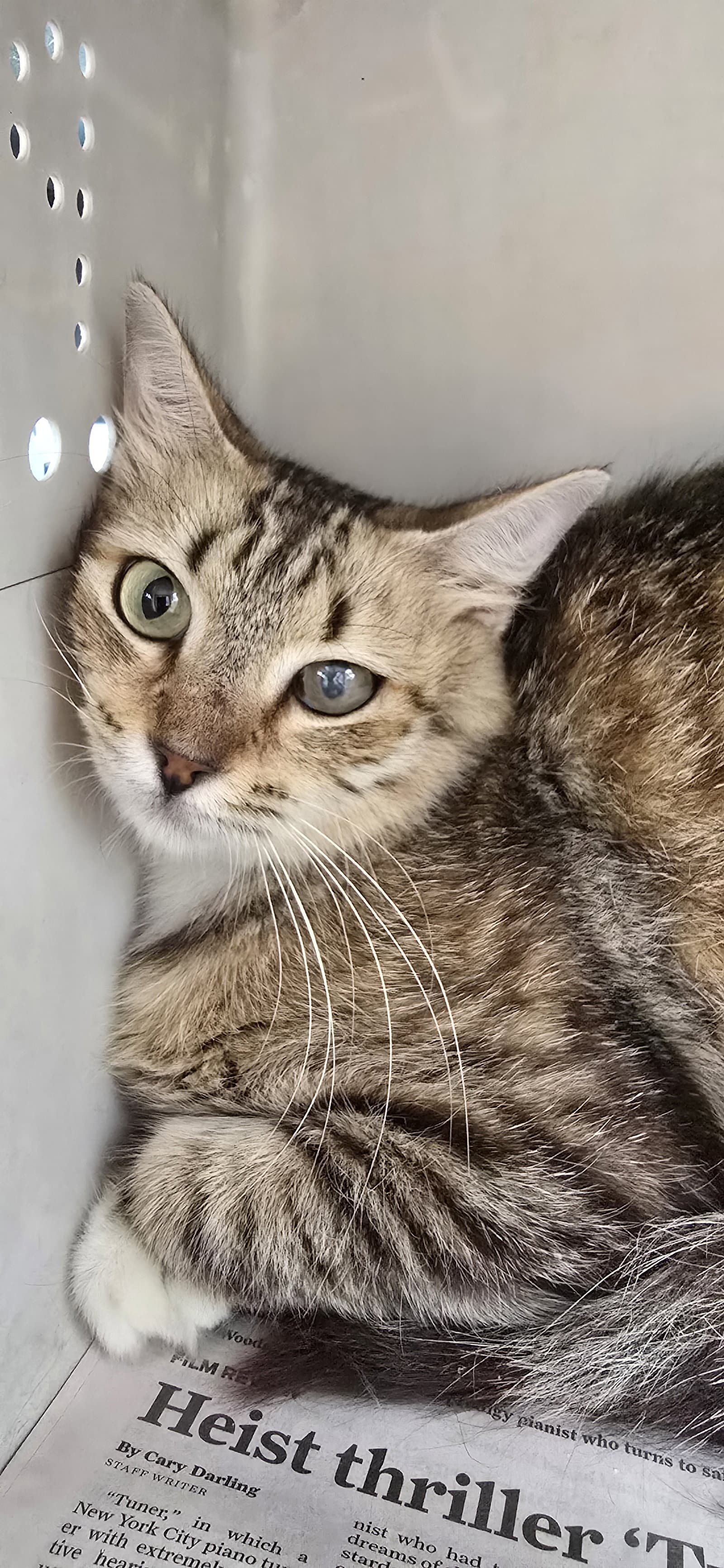 Sorana - Domestic Short Hair