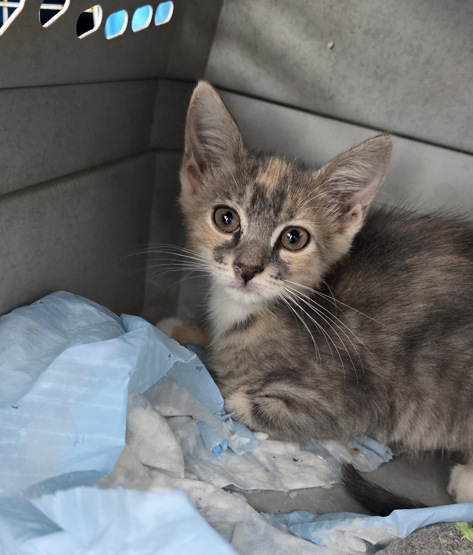 Ainsley - Domestic Short Hair