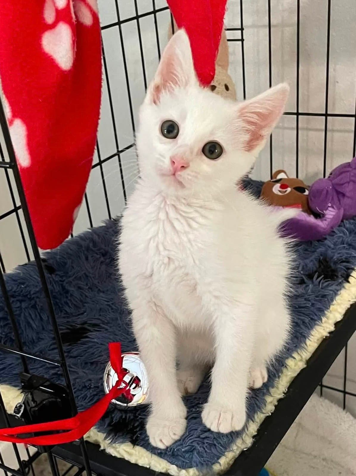 Vespero - Domestic Short Hair