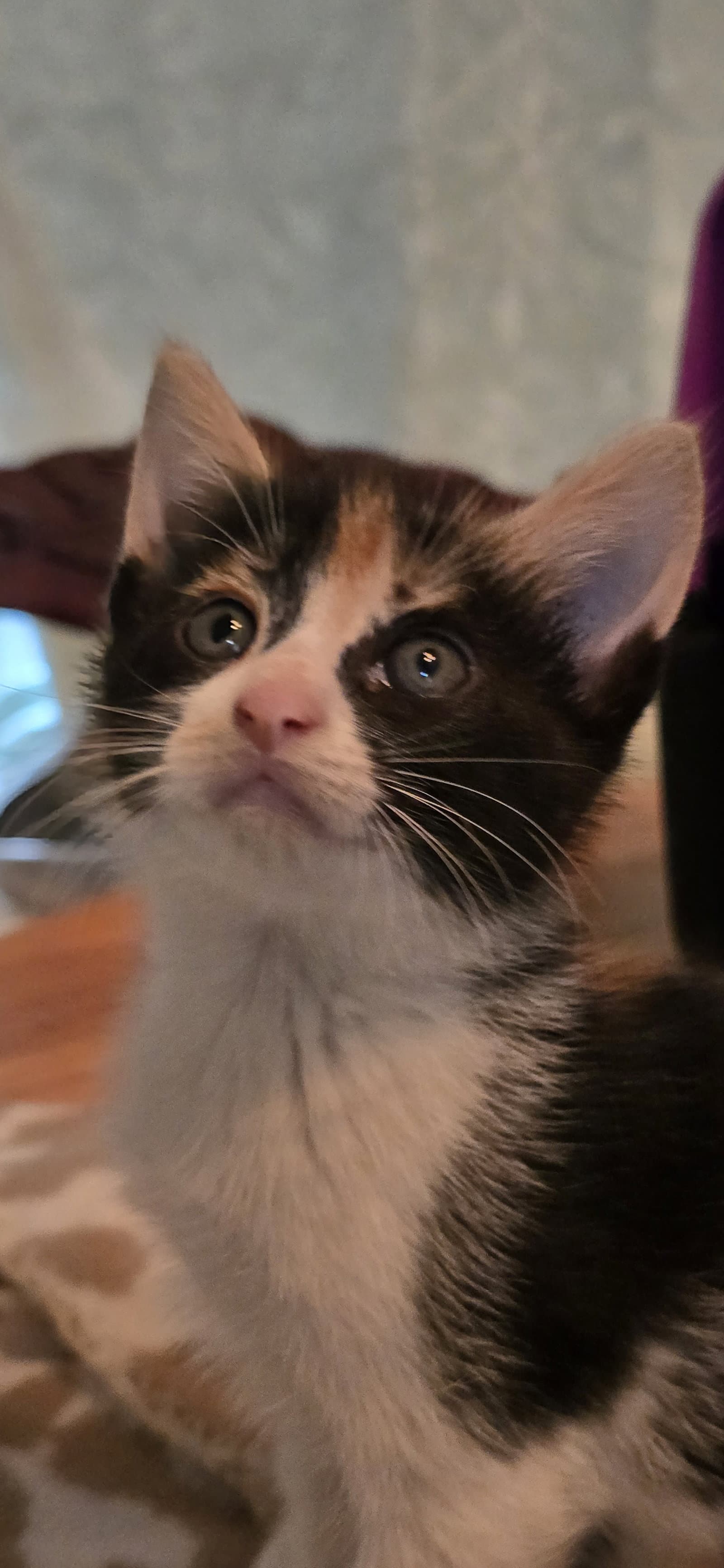 Rupetta - Domestic Short Hair