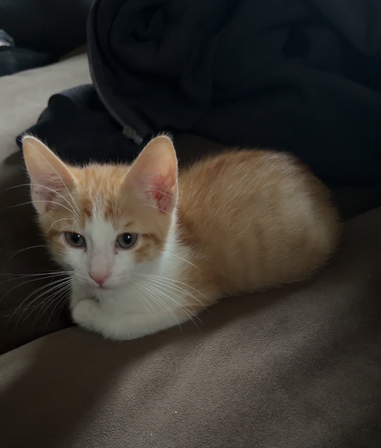 Yorkoo - Domestic Short Hair