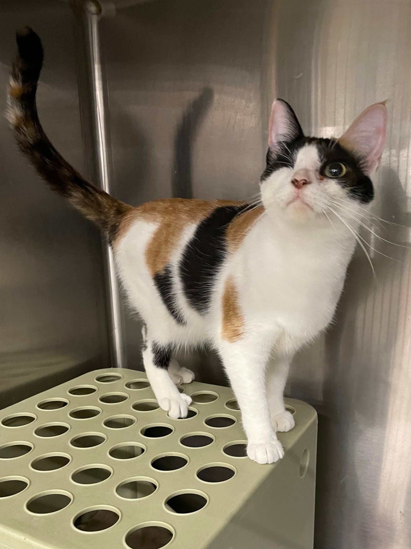 Melbee-Pl - Domestic Short Hair