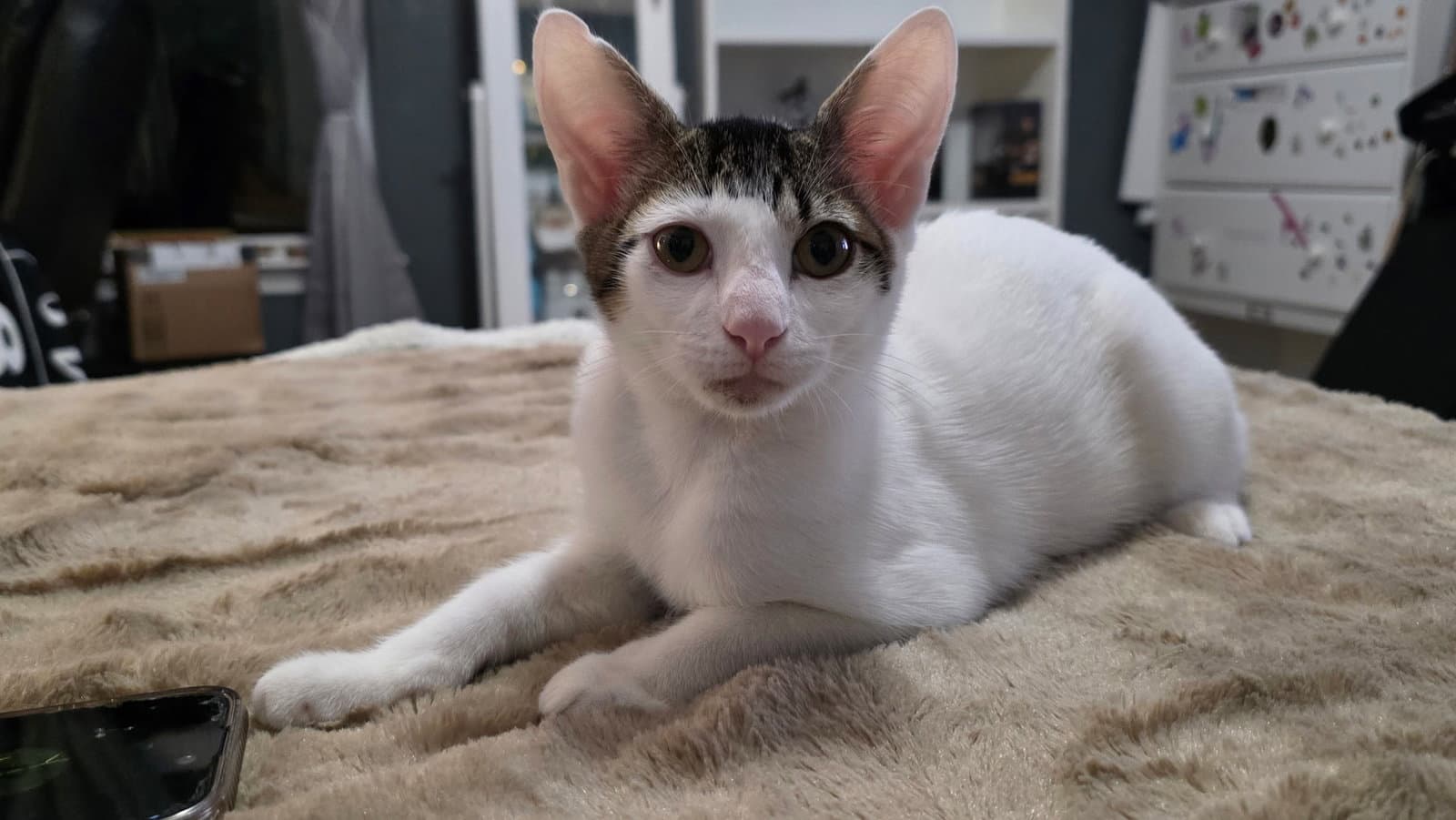 Finnie - Domestic Short Hair