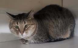 Kitty Front Declawed image 1