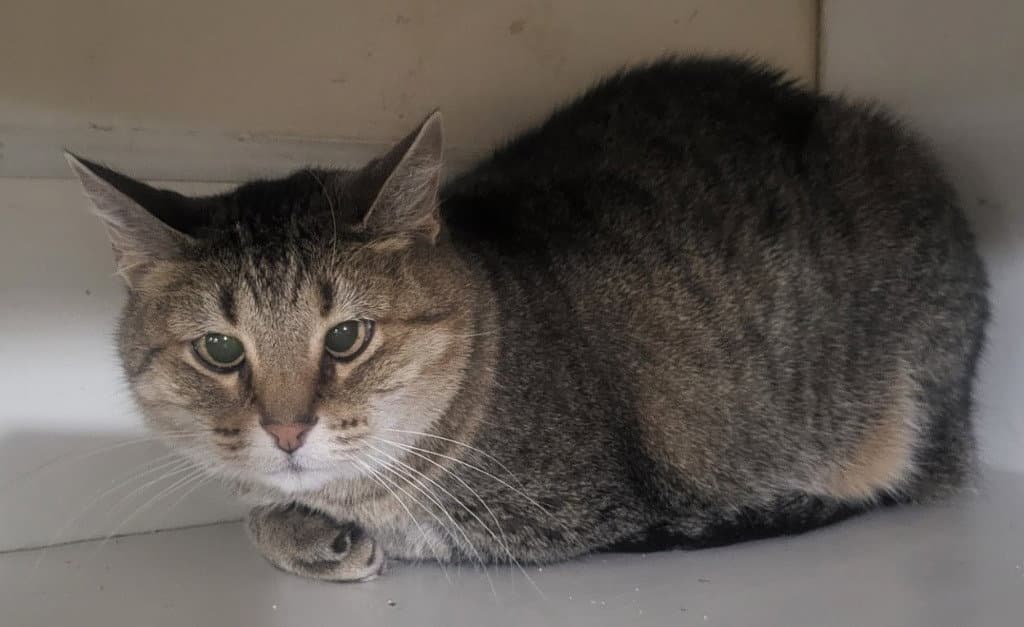 Kitty Front Declawed - Domestic Short Hair