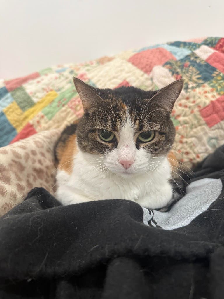April - Domestic Short Hair