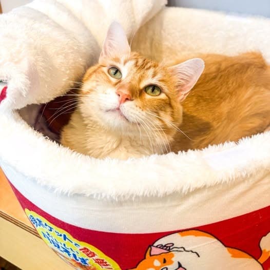 Leopold - Domestic Medium Hair