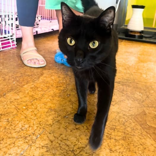 Inkspot Bonded With Ms Kitty - Domestic Short Hair