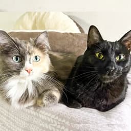 Inkspot Bonded With Ms Kitty image 2