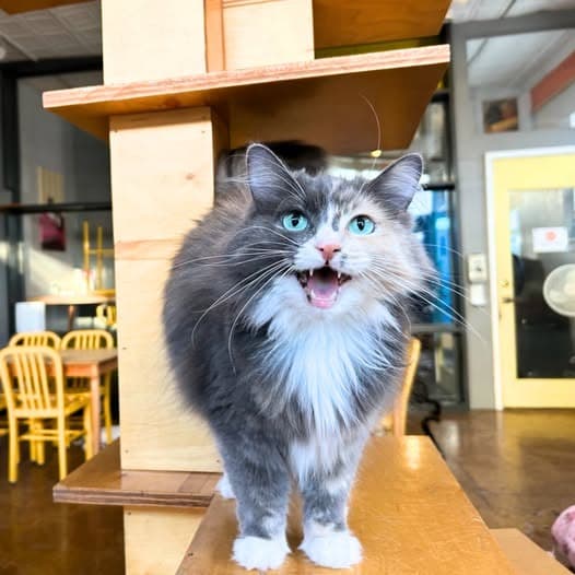 Ms Kitty Bonded With Inkspotegative For All - Domestic Long Hair