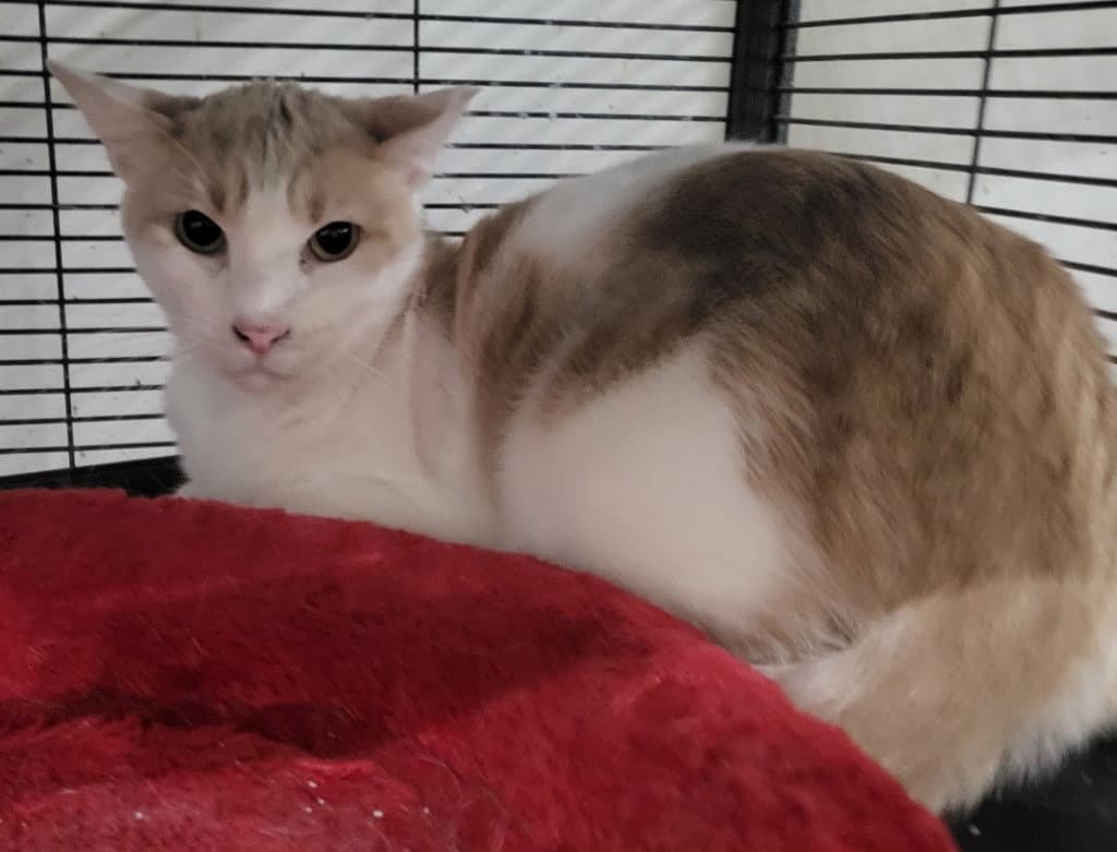 Mellow - Domestic Short Hair