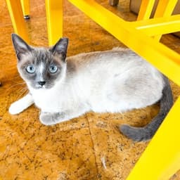 Bluebell Snowshoe Blue Point Siamese Mix image 1