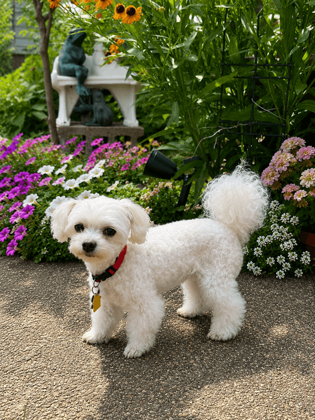 Marnie - Fairfield - Maltese