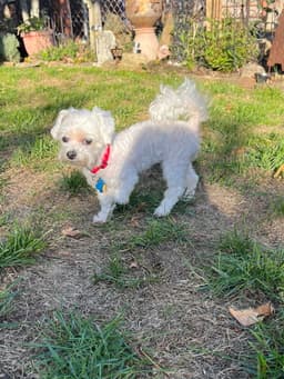 Marnie - Fairfield image 4