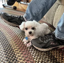 Marnie - Fairfield image 3