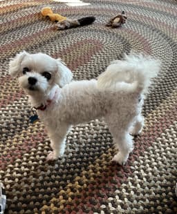Marnie - Fairfield image 2