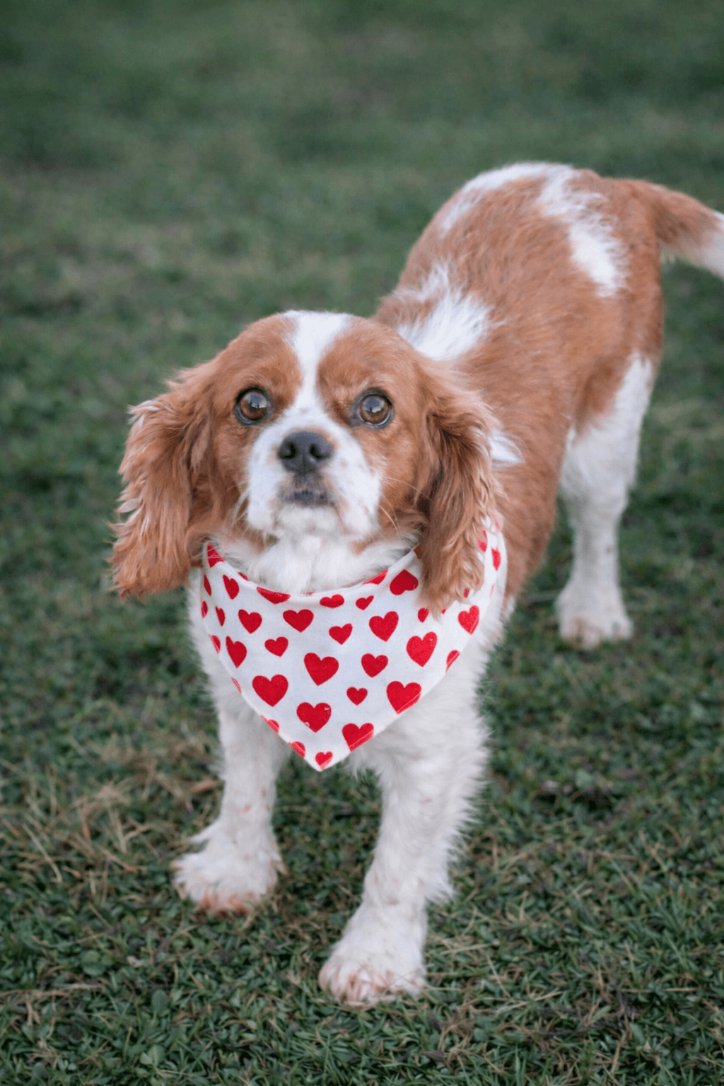 Brynn-Arr - Cavalier King Charles Spaniel