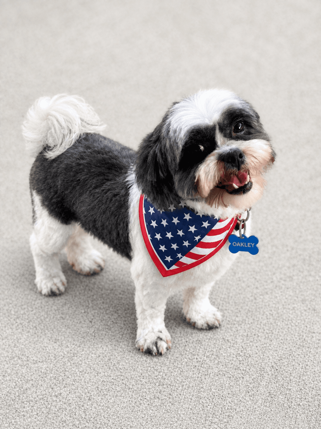 Oakley-Arr - Shih Tzu