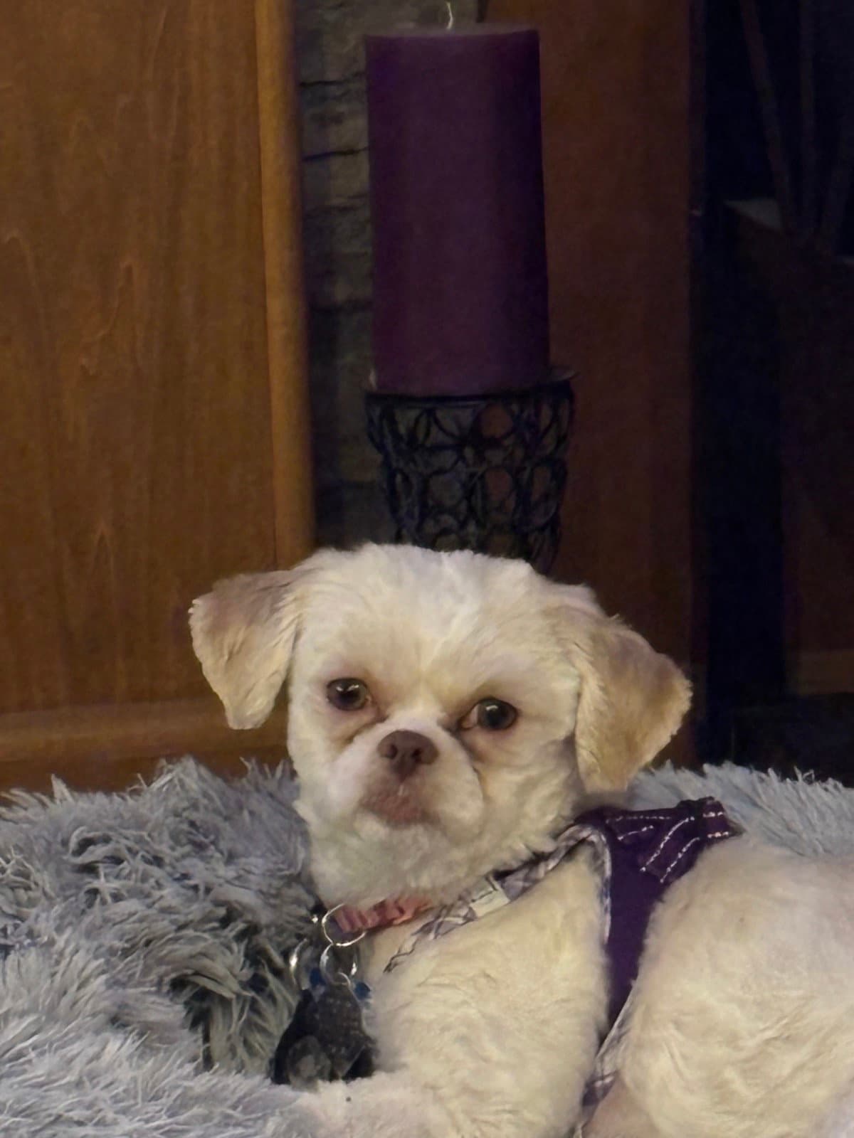 Wynter-Arr - Maltese