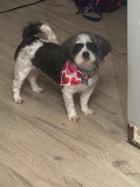 Bijou - Arr - Shih Tzu