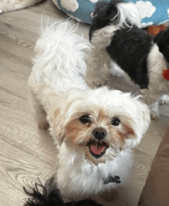 Dove-Arr - Shih Tzu